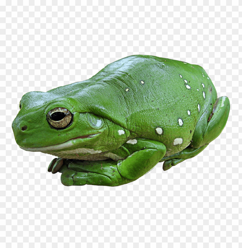 frog,animals