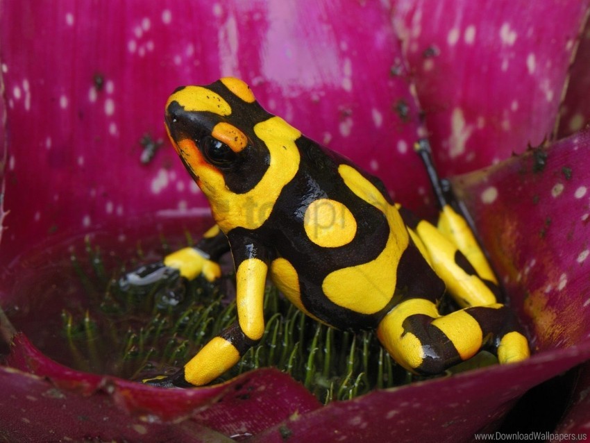 frog, yellow and black, nature, exotic wildlife, rainforest, amphibian, vibrant colors