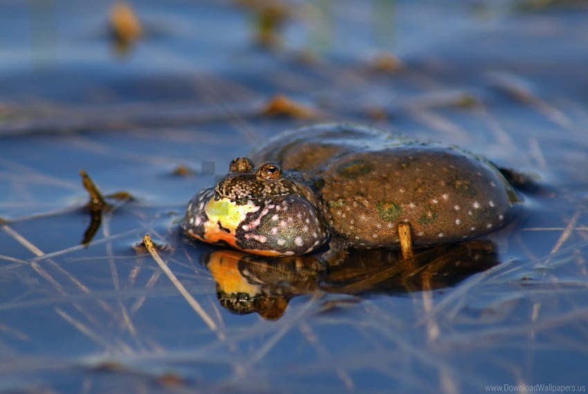 frog, nature, wildlife, pond, water, amphibian, green