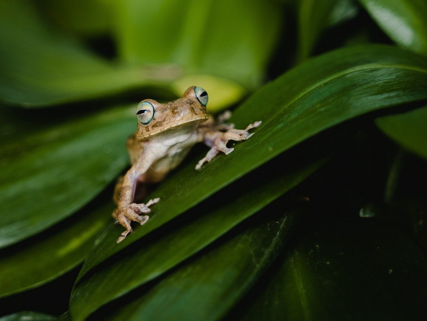 frog, leaves, green, plant, closeup