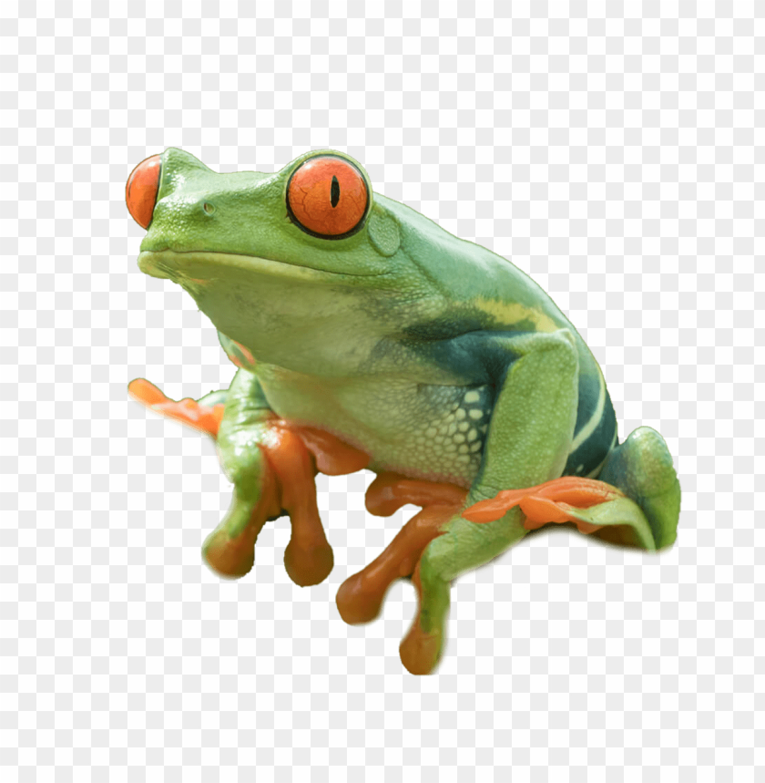 frog,animals