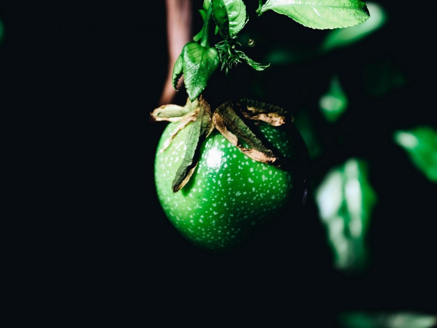 fruit, green, branch, leaves, plant