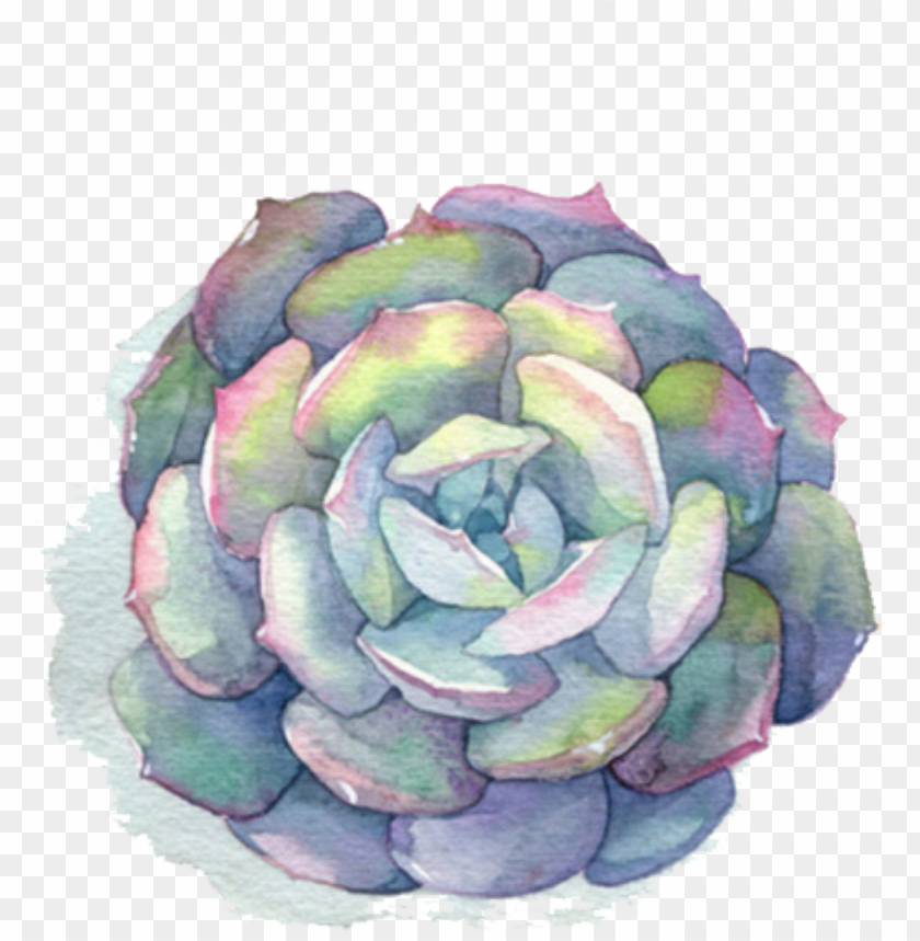 watercolor flower, cactus, rose, set, water color, natural, tree