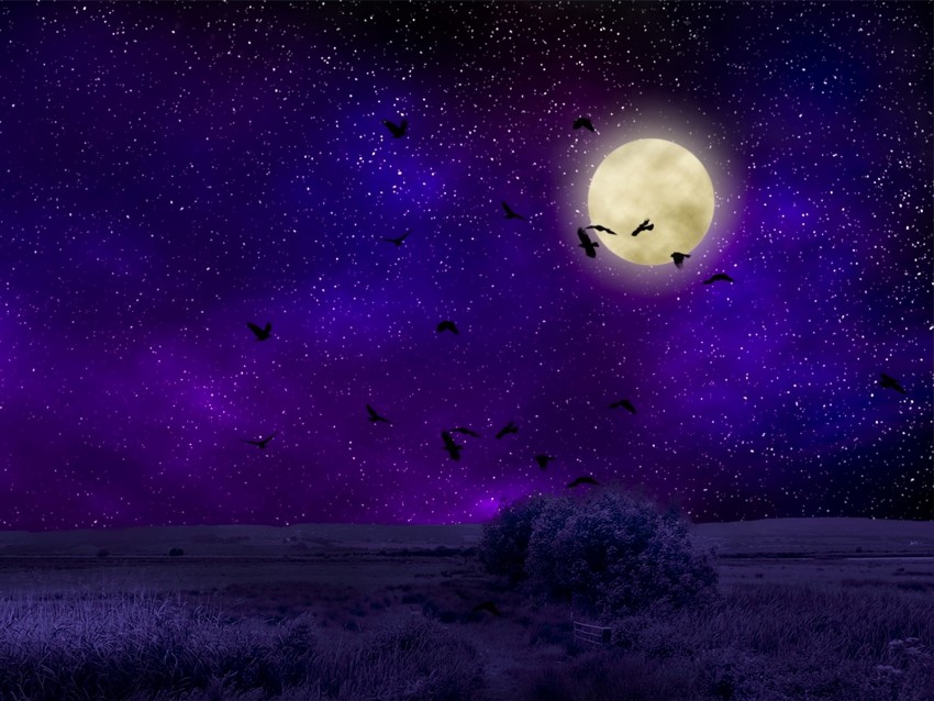 Full Moon Starry Sky Birds Night Photoshop Background