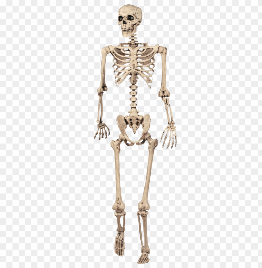 people, bones of the body, full skeleton model, 