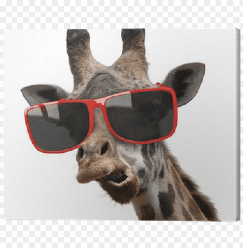 giraffe, deal with it sunglasses, fashion, aviator sunglasses, sunglasses clipart, fashion model