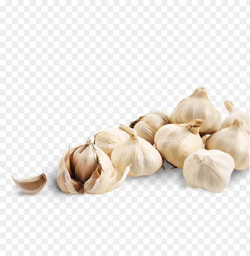 garlic, health benefits, cooking uses, medicinal properties, culinary flavor