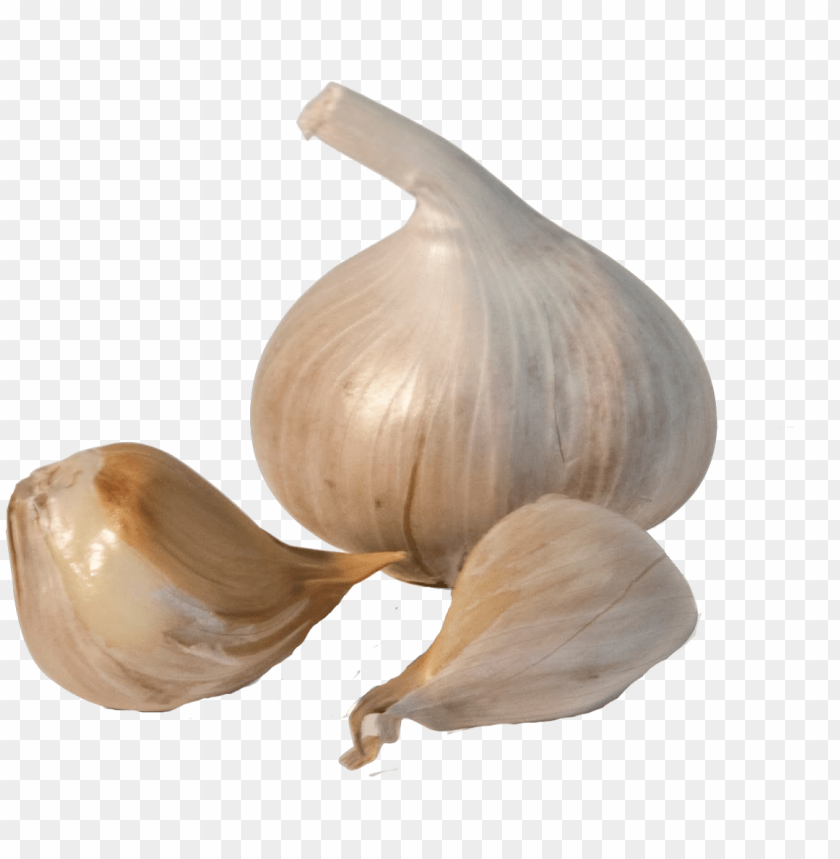 Garlic, Health Benefits, Culinary Uses, Organic Garlic, Garlic Varieties