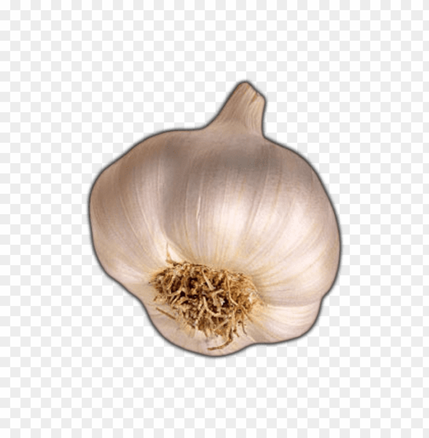 garlic png, png,garlic