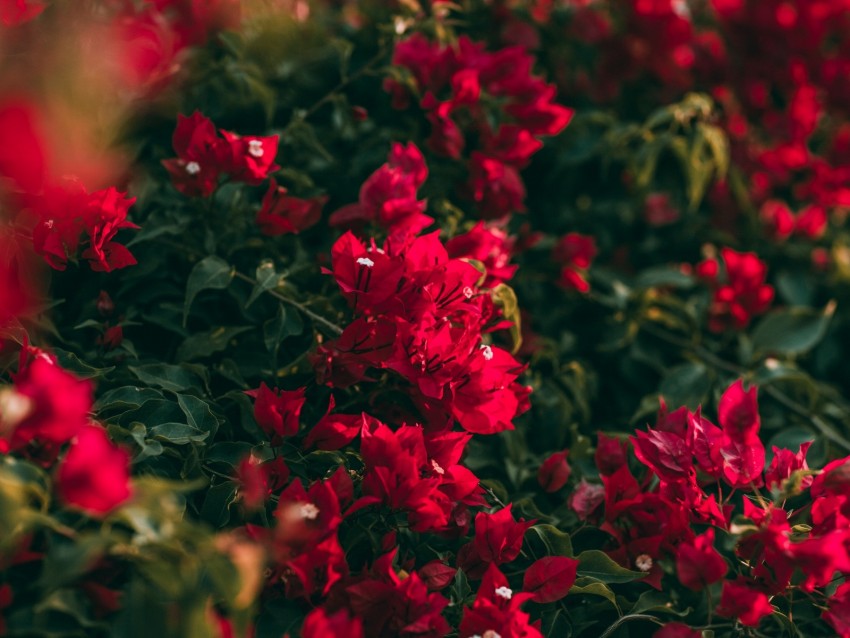 geranium, flower, pink, saturated, blooms