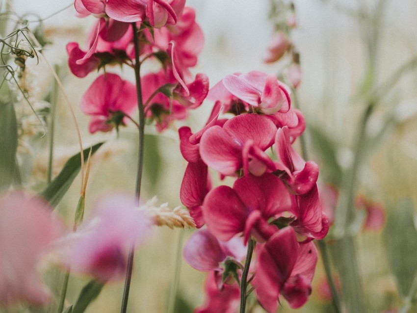 Geranium Flowers Bloom Pink Blur Background