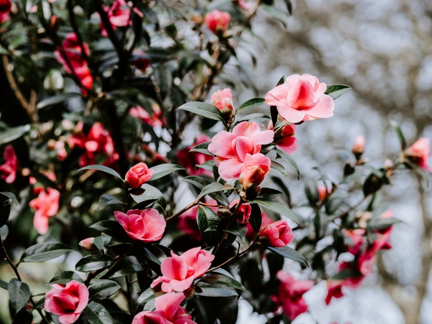 geranium, flowers, bush, flowering, blur