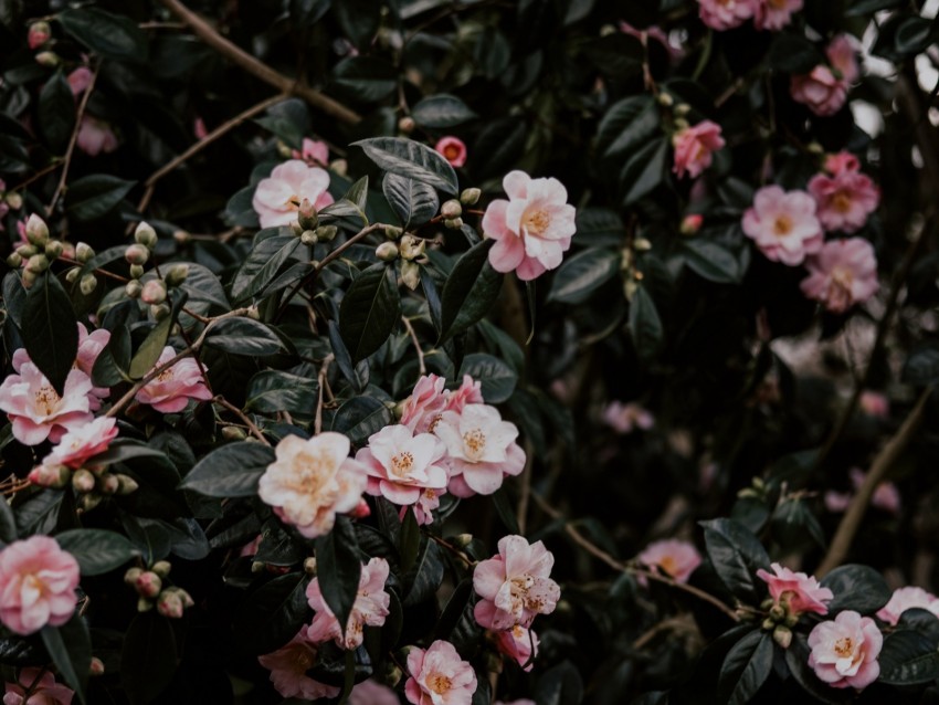 geranium, flowers, bush, flowering, leaves, branches