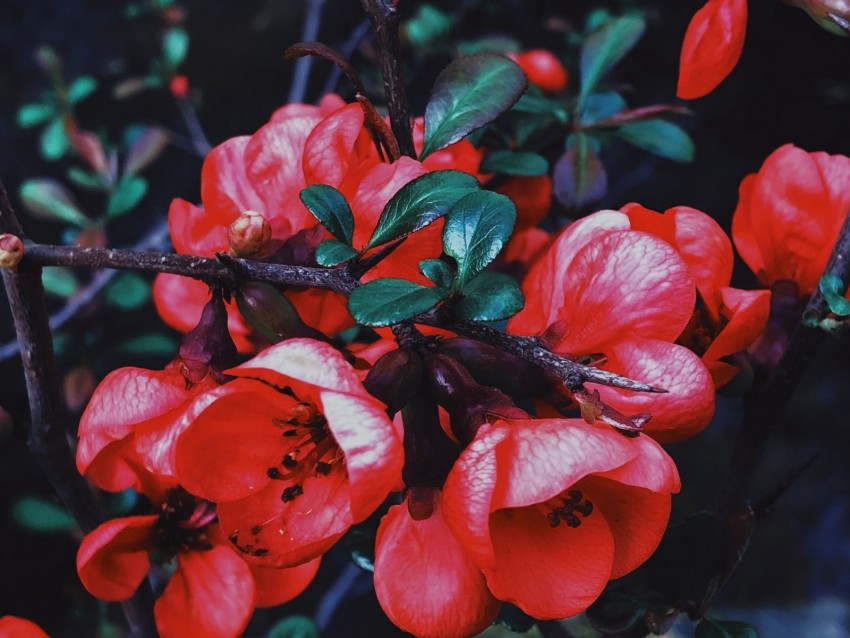 Geranium Flowers Flowering Branch Petals Leaves Background