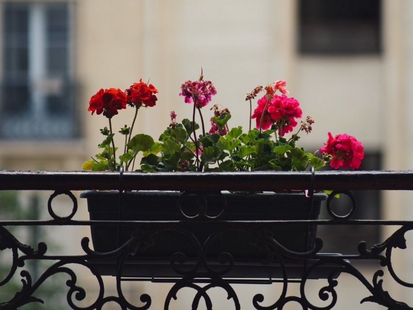 Geranium Flowers Pot Plant Balcony Background