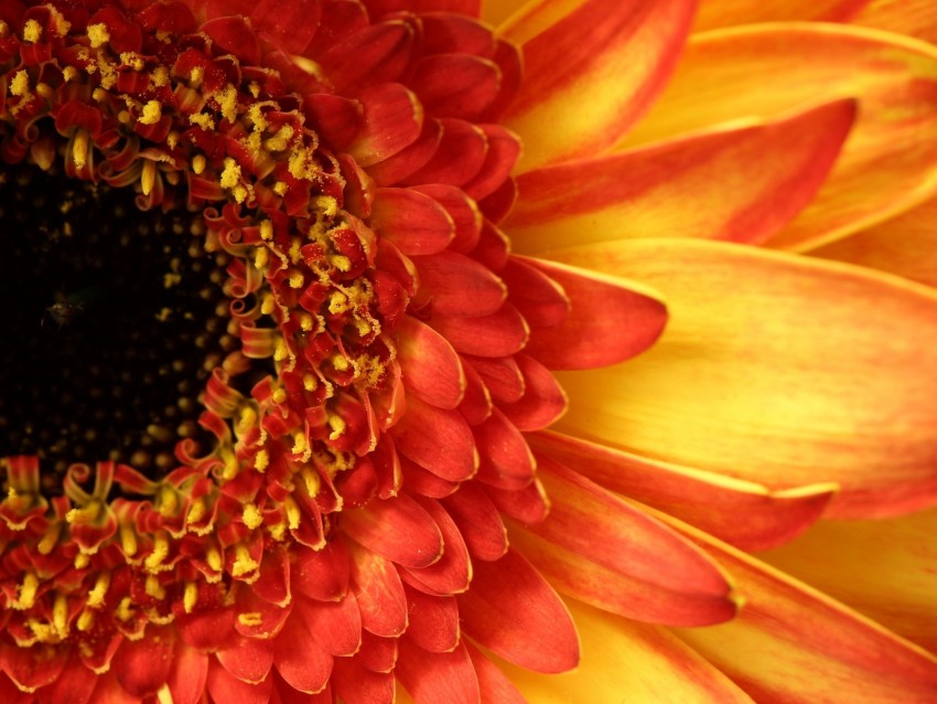 Gerbera Flower Petals Closeup Peach Background