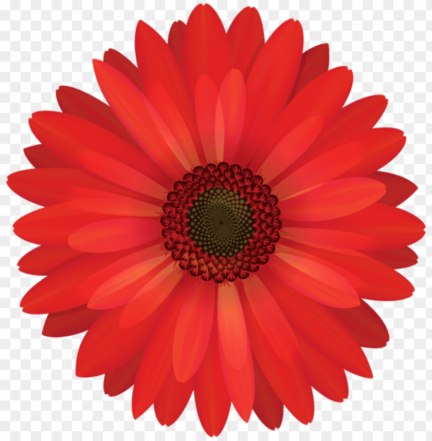 gerbera red flower png