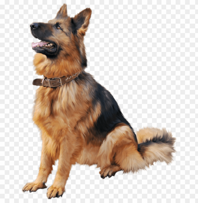 dog, german, shepherd