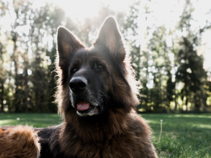 German Shepherd Dog Tongue Protruding Pet Animals Background