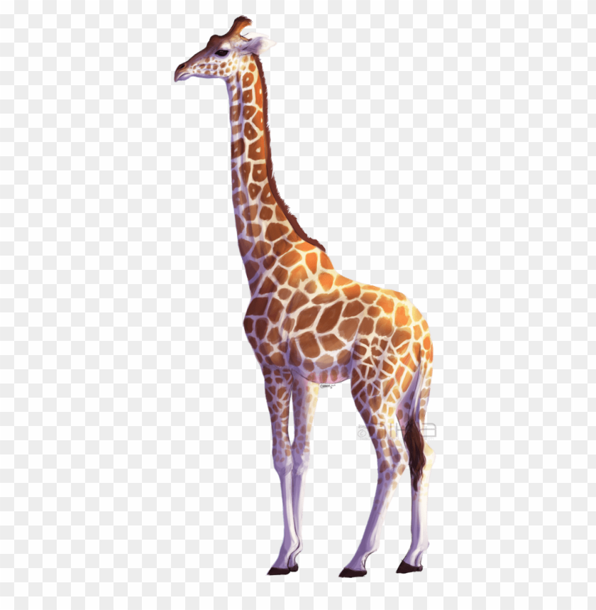 giraffe png,giraffe,giraffe transparent background,giraffe file png,giraffe clipart,giraffe png images,giraffe png clipart