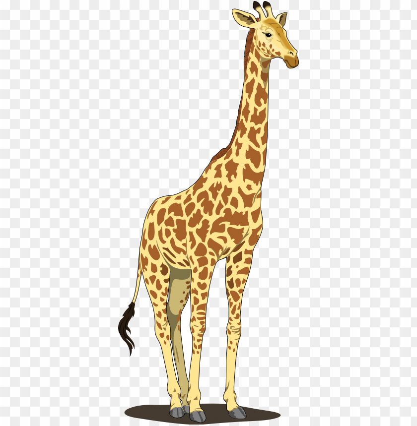 Illustration of a standing giraffe with distinctive spots PNG