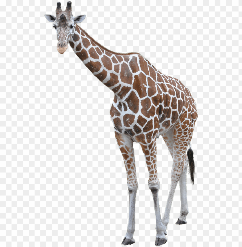 A standing giraffe with distinctive spotted coat and long neck PNG