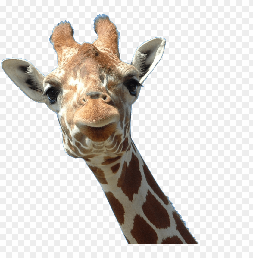 Close-up of a giraffe's face with long neck and expressive eyes PNG