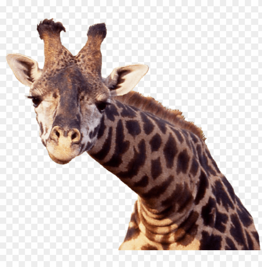 Close-up of a giraffe with distinctive patches and long neck PNG