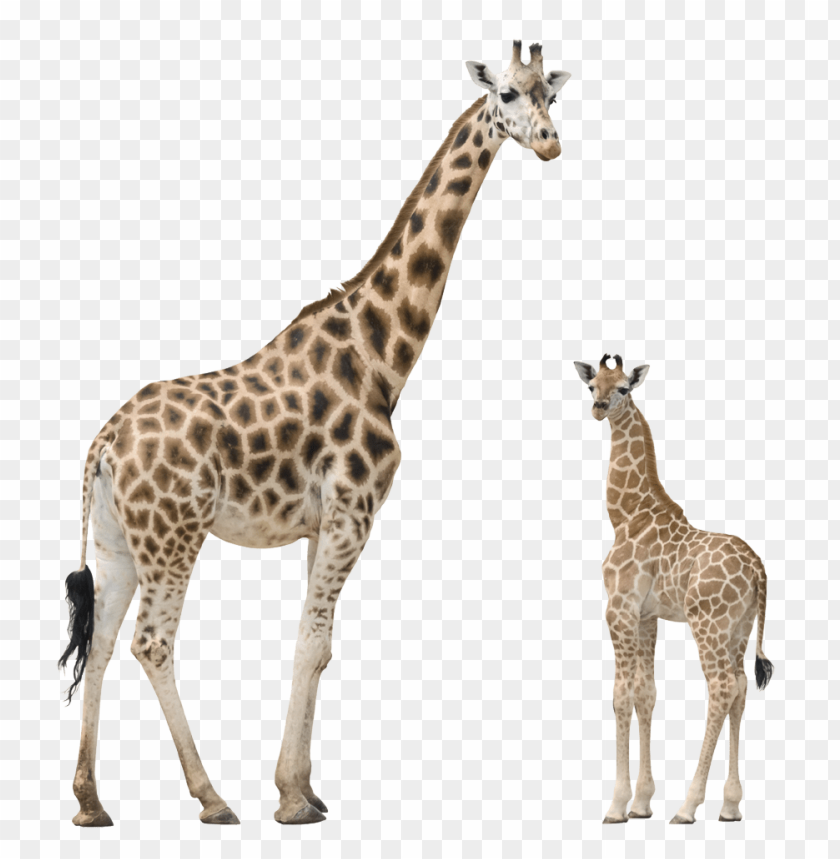 A tall adult giraffe next to a smaller young giraffe, both with spotted coats PNG