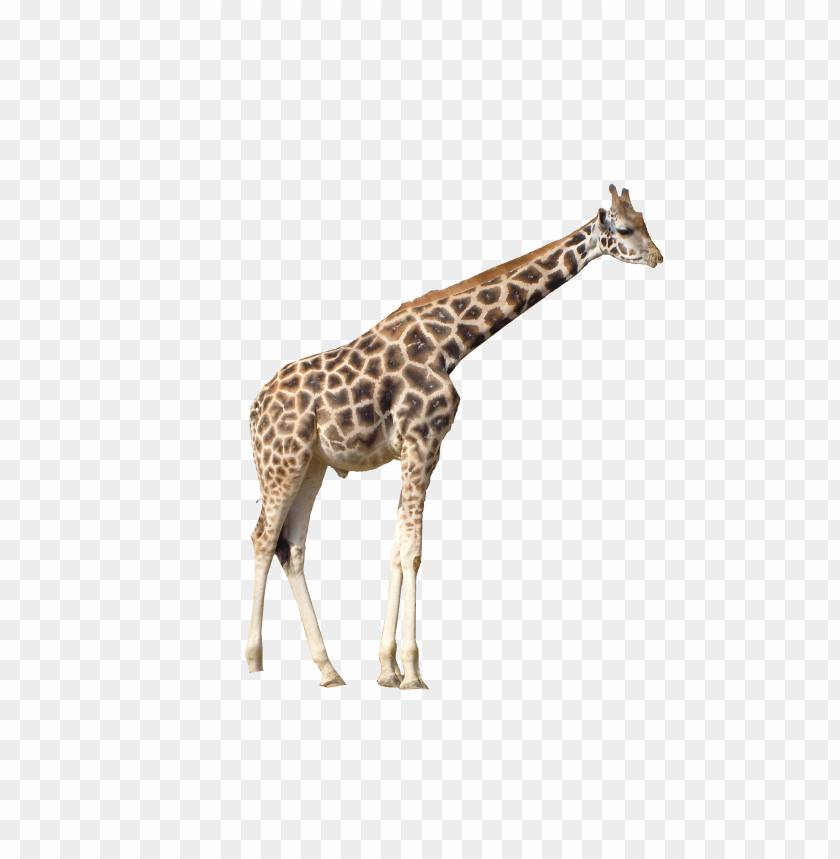 Tall giraffe with distinctive coat and long neck standing gracefully PNG