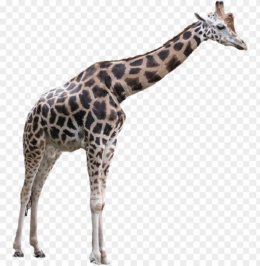 A standing giraffe with a patterned coat and long neck PNG