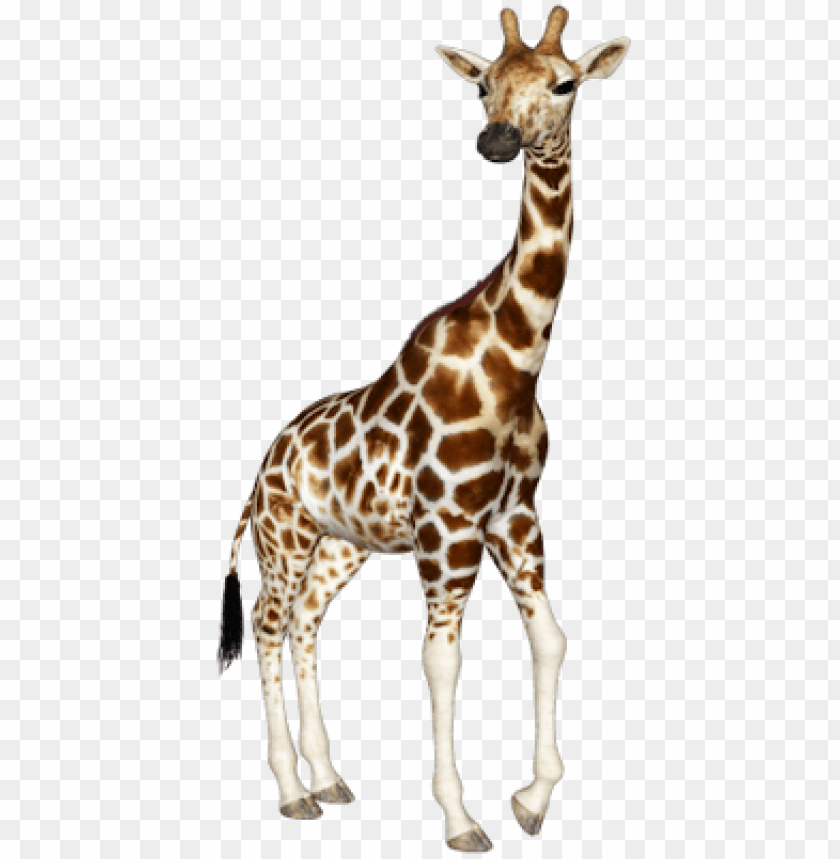 Realistic giraffe standing with a transparent background PNG