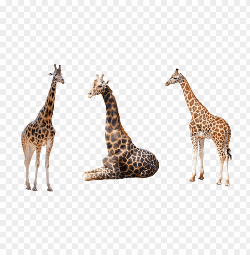 Animals, Giraffes, Wildlife, Nature, Conservation