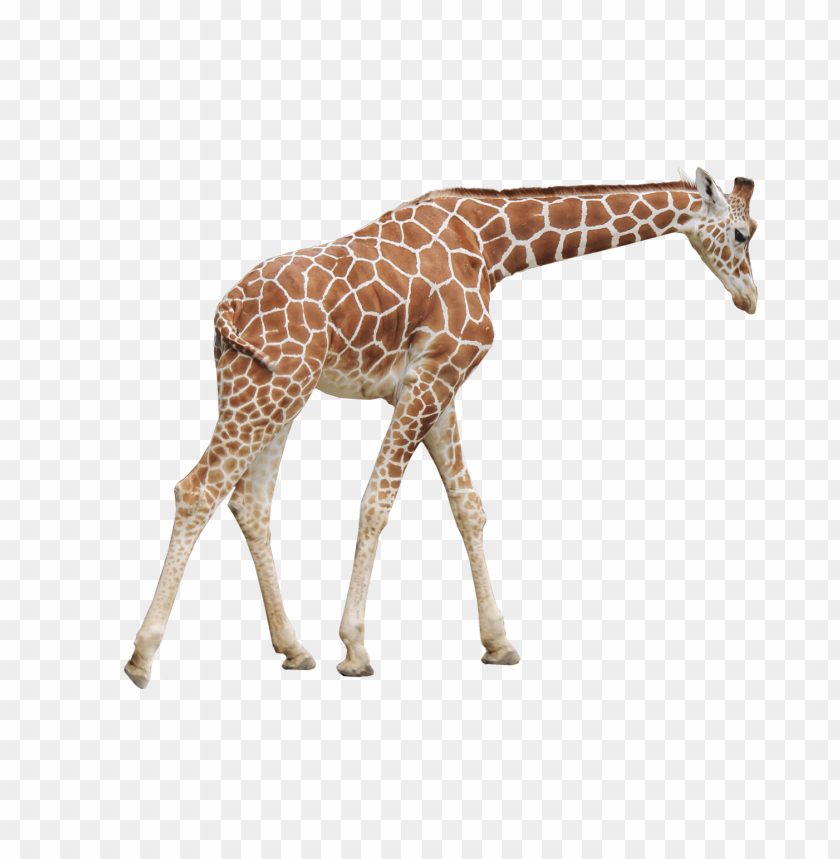 giraffe, wildlife, animal behavior, conservation, species