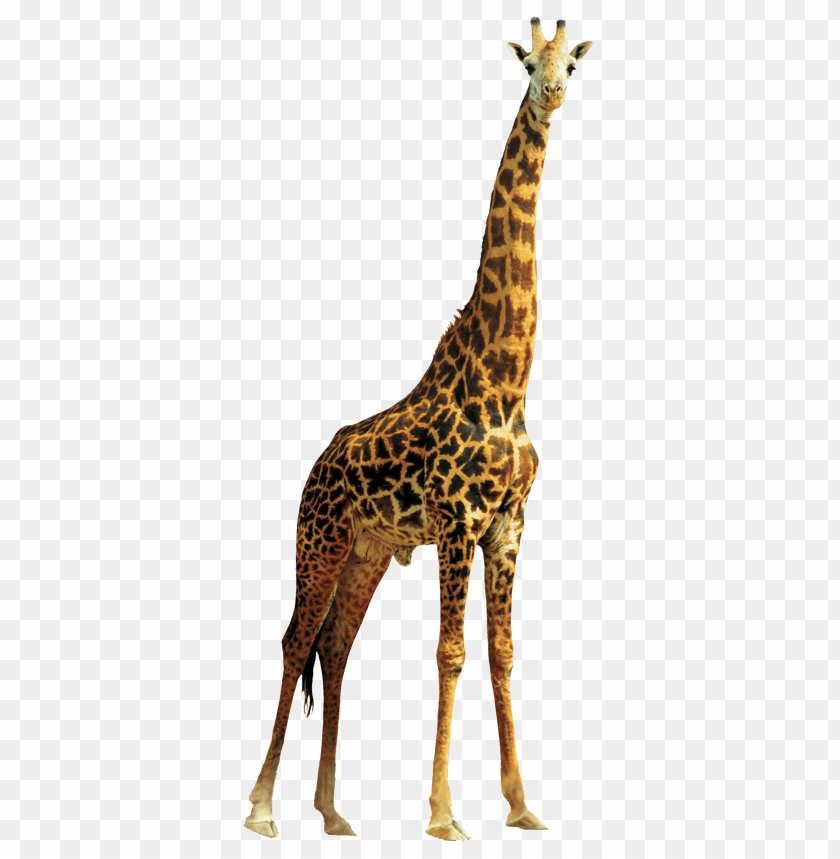 
animal
, 
giraffe
