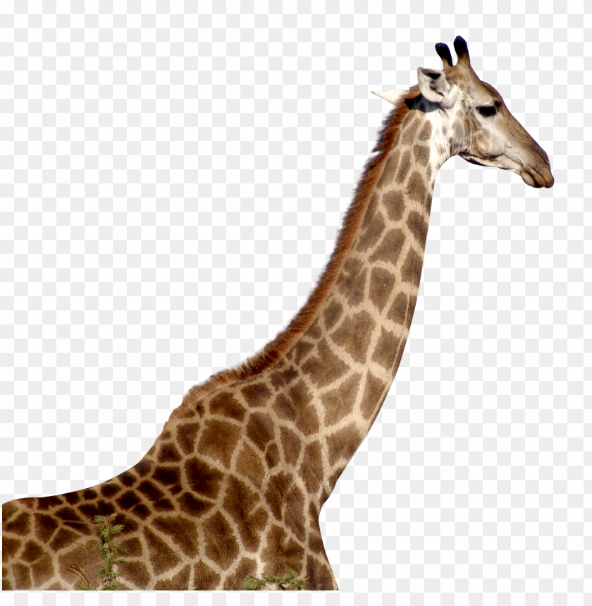 
animal
, 
giraffe
