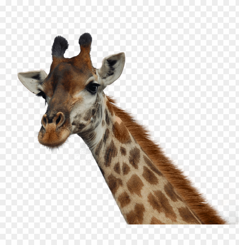 
animal
, 
giraffe
