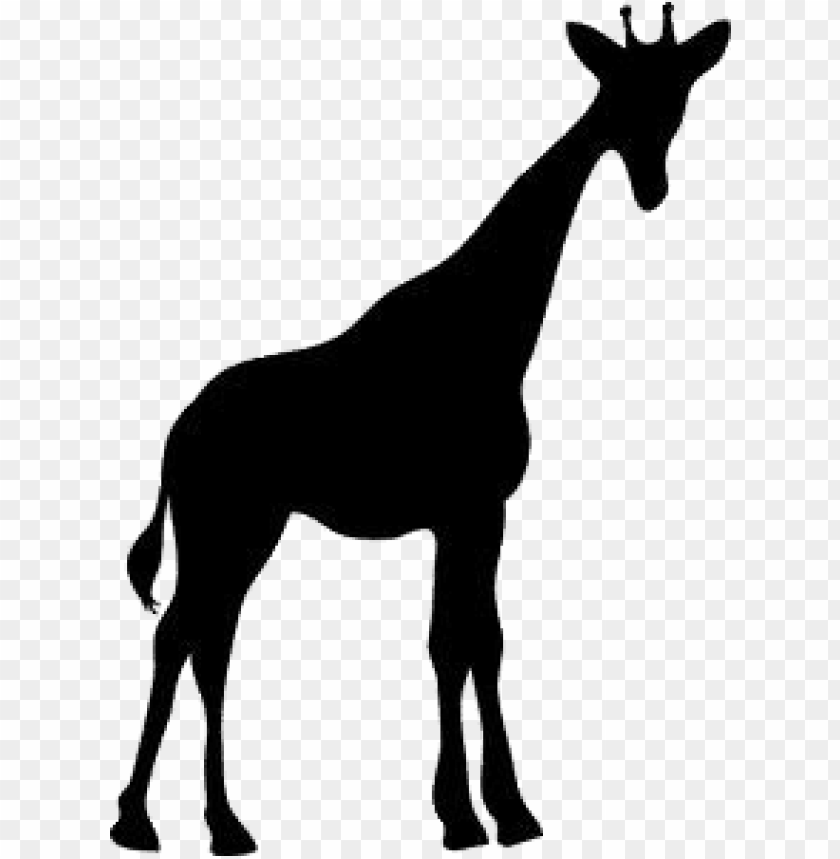 miscellaneous, silhouettes, giraffe, 