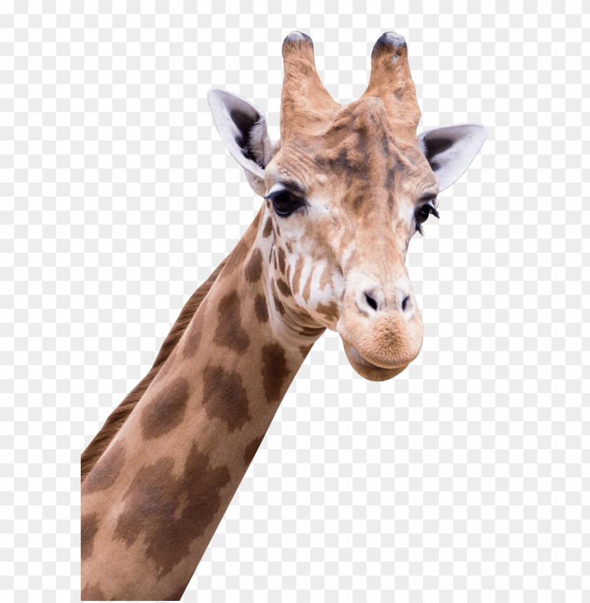 giraffe, wildlife, animals, endangered species, conservation