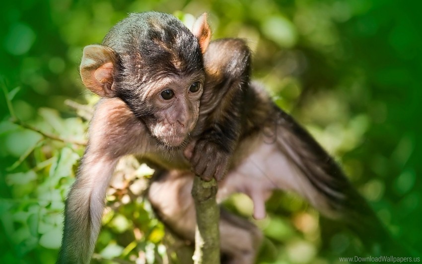 baby monkey, wildlife, nature, forest, animal behavior, cute animals, primates