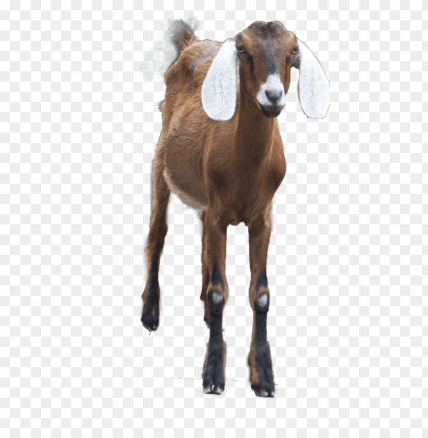 A brown goat with white ears standing on a transparent background PNG