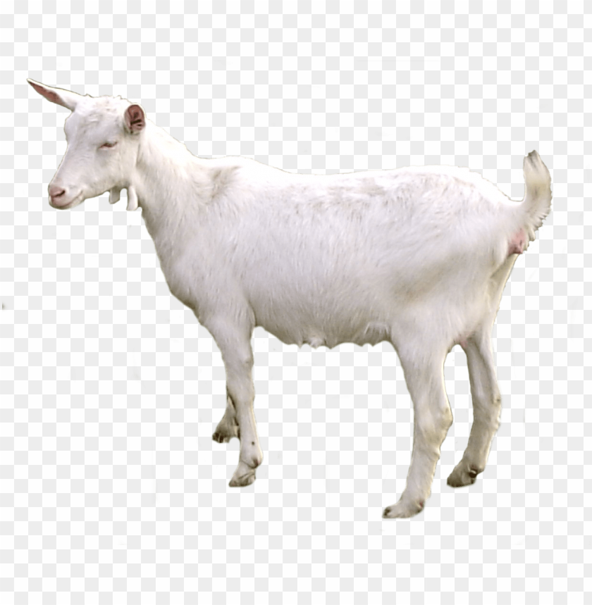 White goat standing on a transparent background PNG