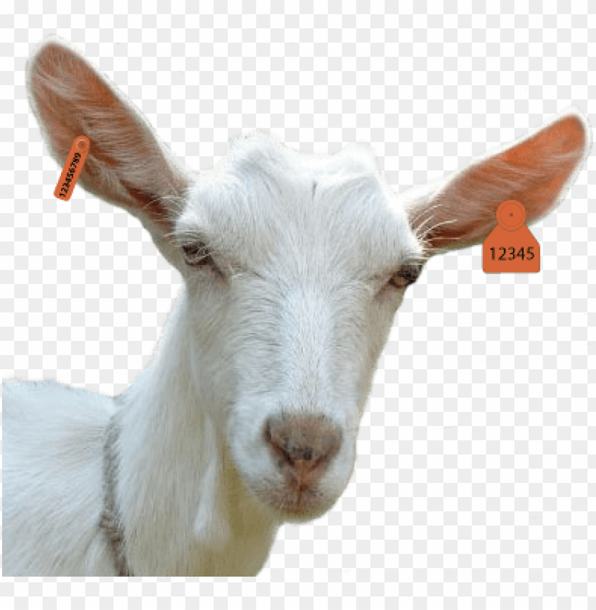 Close-up of a white goat's face with ear tags visible PNG