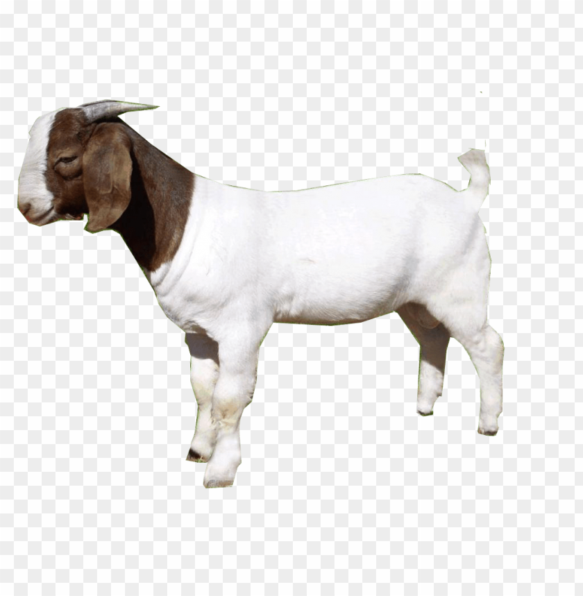 A standing goat with a brown head and white body PNG