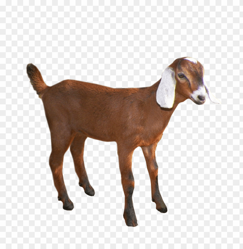 Brown goat with white ears standing on a transparent background PNG