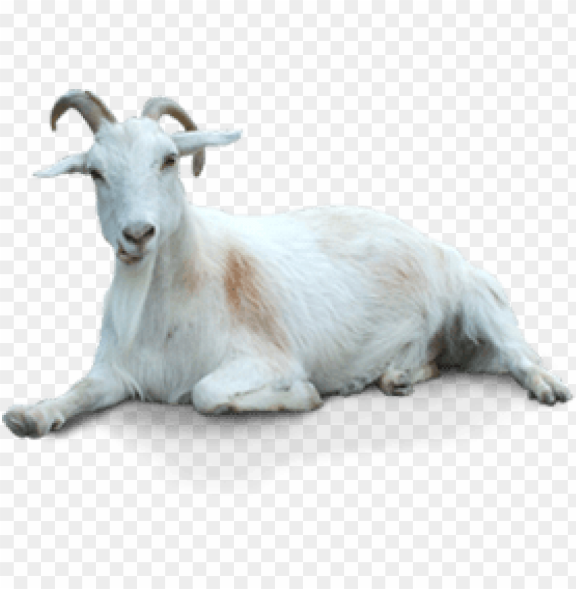 A white goat lying down on a transparent background PNG