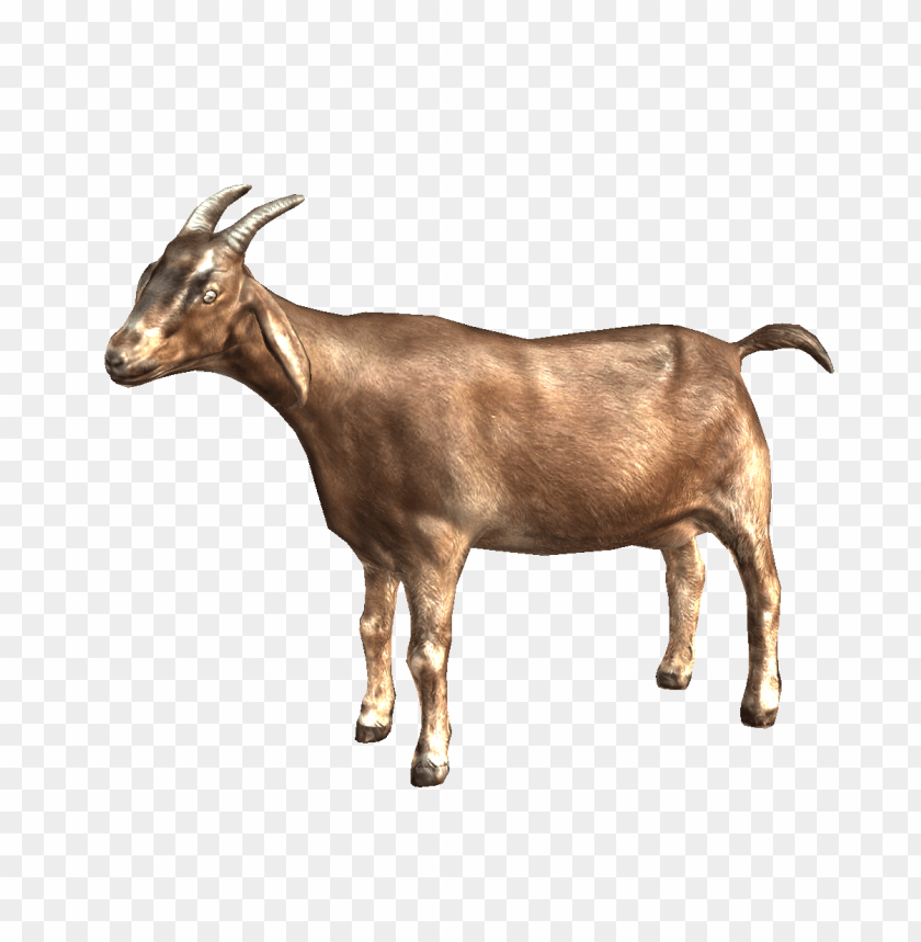 Brown goat standing with two curved horns and a shiny coat PNG