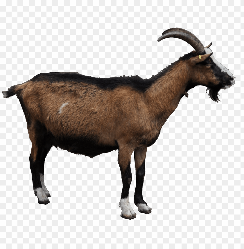 Brown goat with black markings and prominent horns, standing sideways PNG