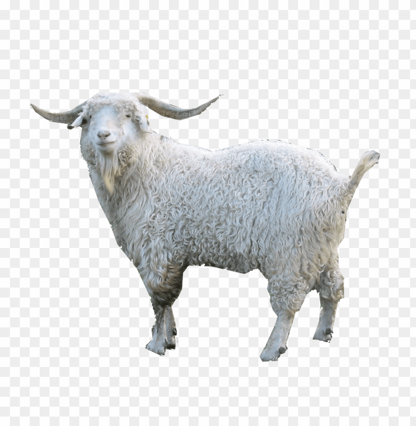 goat png, png,goat