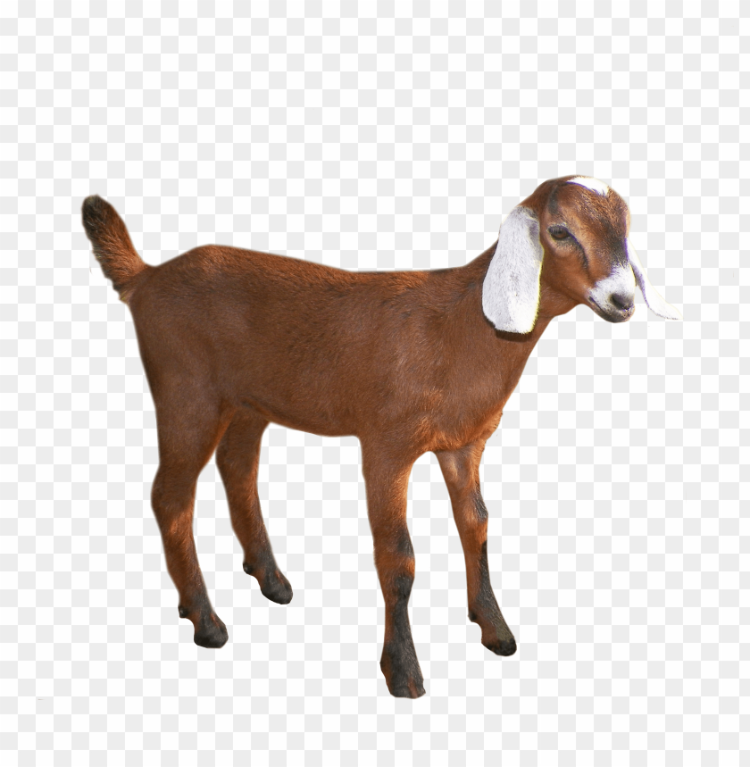 goat png, png,goat